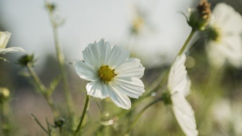 Kiedyś byłam zwyczajną wierną Kościoła Zielonoświątkowego i od kiedy zaczęłam wierzyć w Pana, nigdy nie opuściłam ani jednego spotkania.