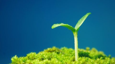 Podnieść się w obliczu porażki